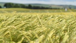 Winter Agronomy Digital Roadshows (Scotland) – Crop selection and variety performance